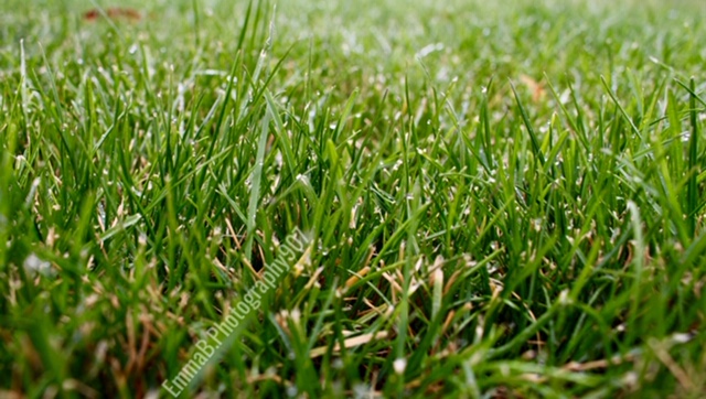 The Sound of&nbsp;Crickets