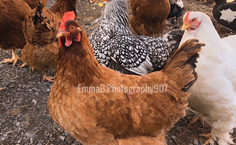 Standing In The&nbsp;Coop