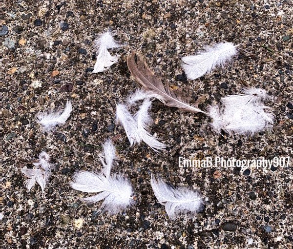Raining Feathers